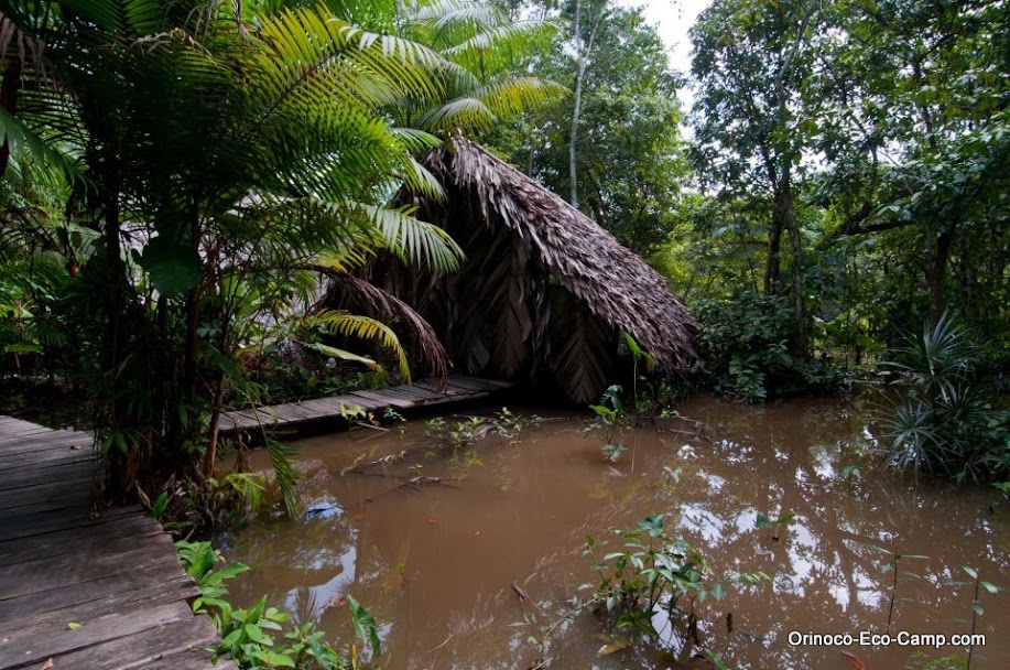 Jungle View
