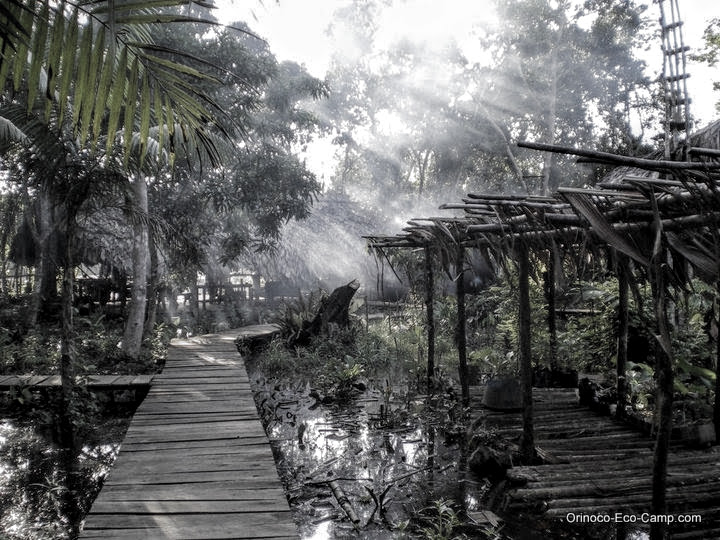 Jungle Path