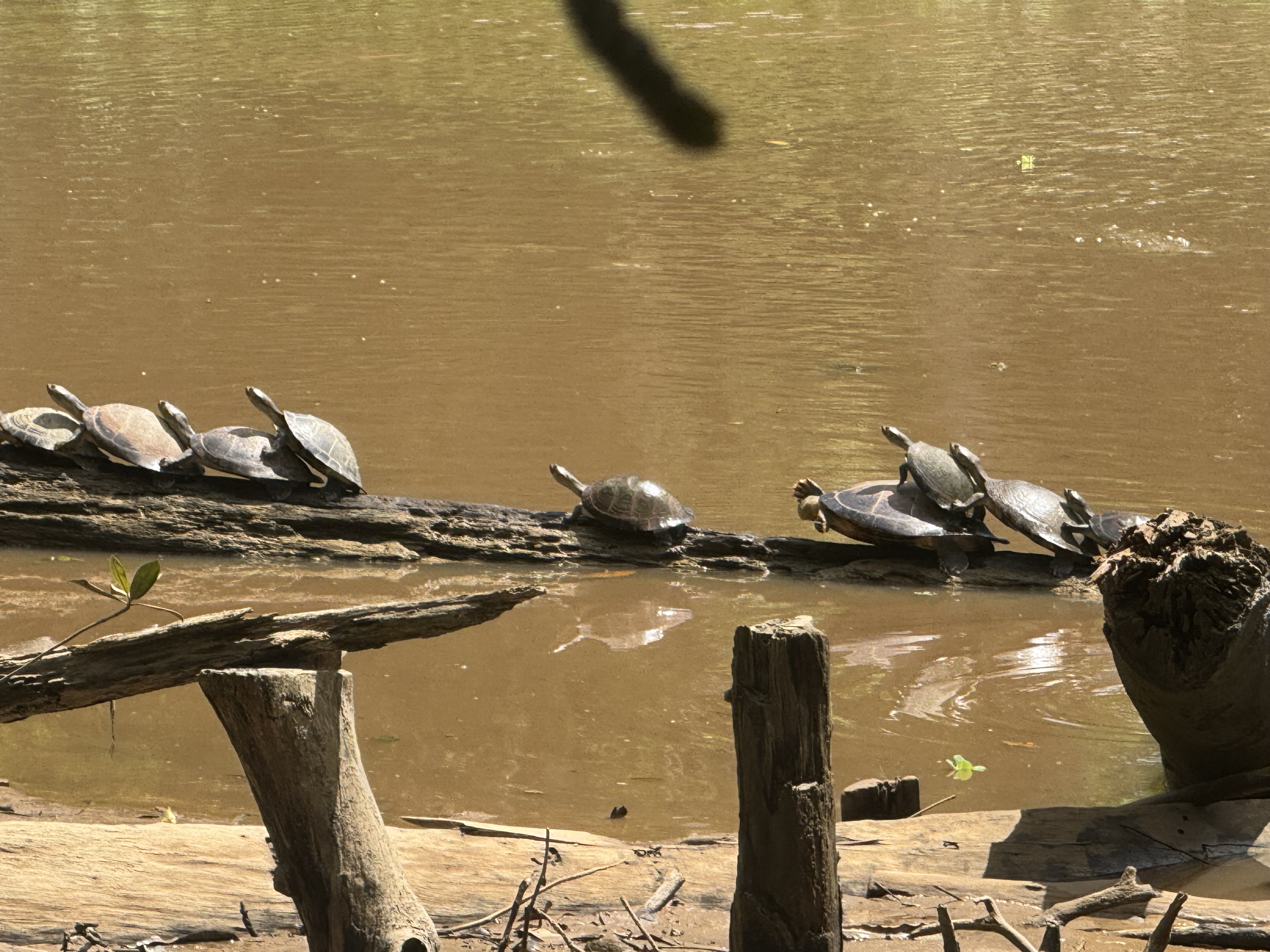 Orinoco Delta landscape