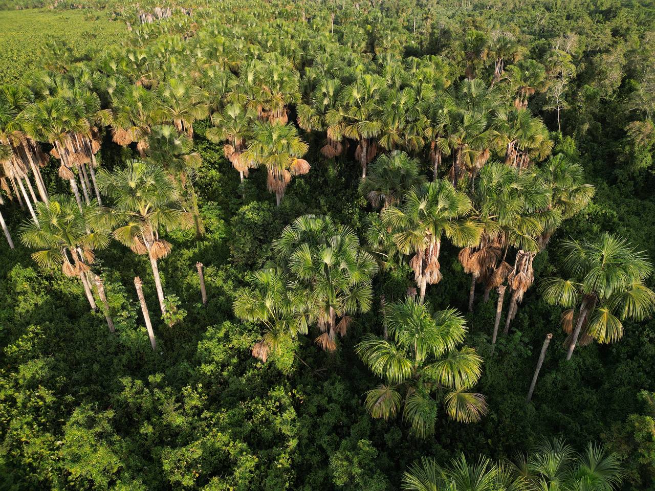 Orinoco Eco Camp Moriche Palms